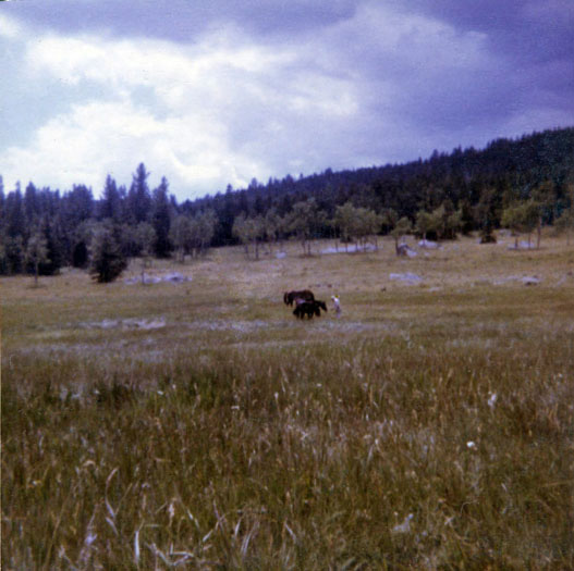 horses meadow