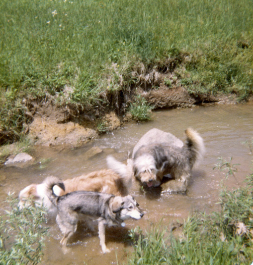 dogs in creek