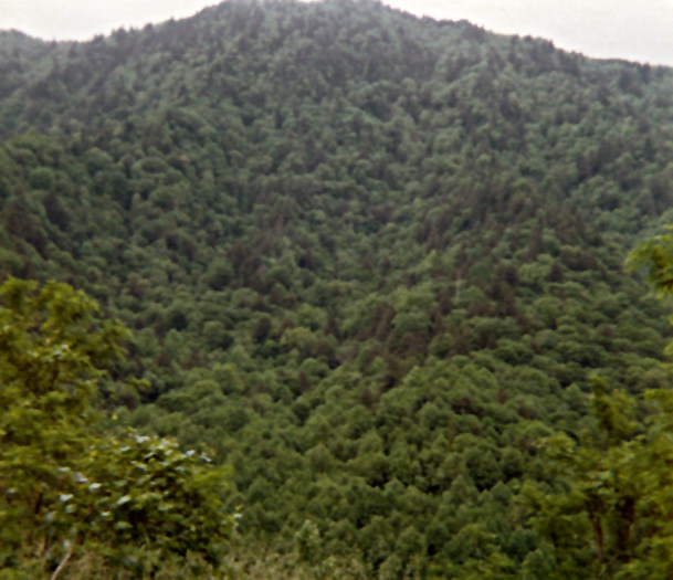 blue ridge parkway forest