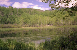 campsite pond