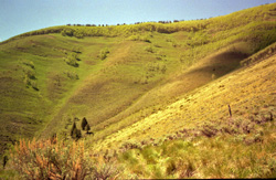 cement creek crested butte