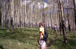 cement creek aspens