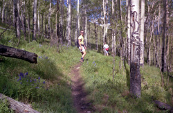 cement creek aspens