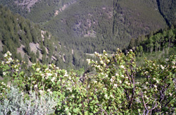 cement creek wildflowers