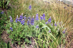 cement creek wildflowers